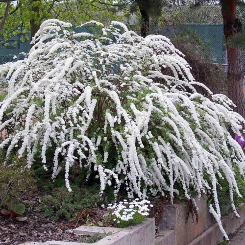 Спирея серая "Грефшейм" (Spiraea cinerea "Grefsheim")