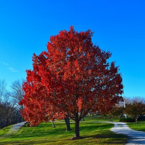 Клен красный (Acer rubrum)