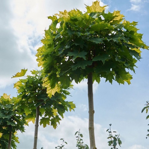 Клен остролистный "Глобозум" (Acer platanoides "Globosum") повреждение ствола