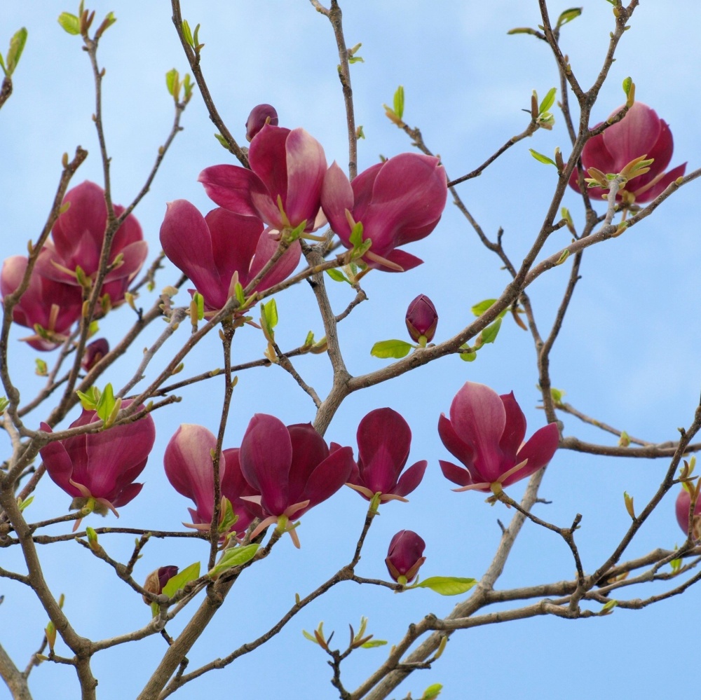 Магнолия Суланжа "Ленней" (Magnolia soulangeana "Lennei")