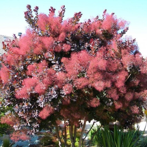 Скумпия кожевенная "Грейс" (Cotinus coggygria "Grace")