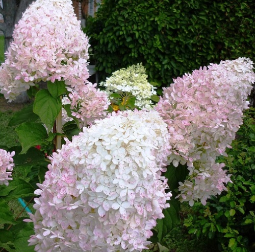 Гортензия метельчатая "Фантом" (Hydrangea paniculata "Phantom")