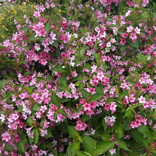 Вейгела ранняя (розовая) (Weigela praecox)