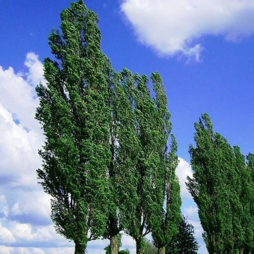 Тополь черный, ф. пирамидальный (Populus f. pyramidalis)