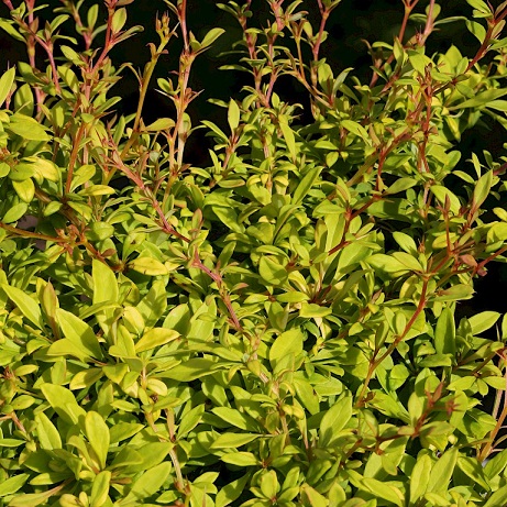 Барбарис Тунберга "Голден Дрим" (Berberis thunbergii "Golden Dream")