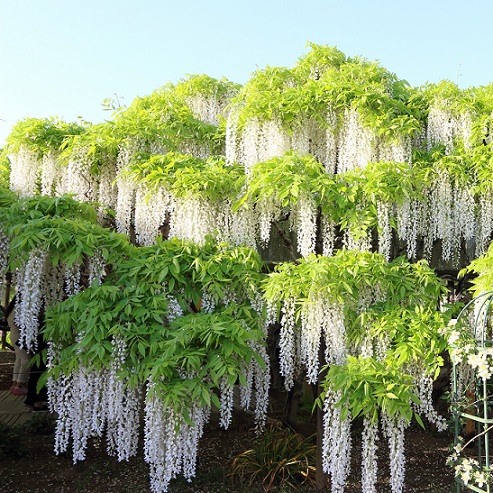 Глициния короткокистистая "Вайт силк" (Wisteria brachybotrys 'White Silk')