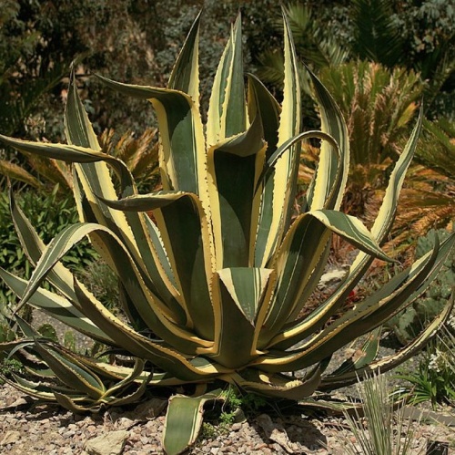 Агава американская (Agave americana)
