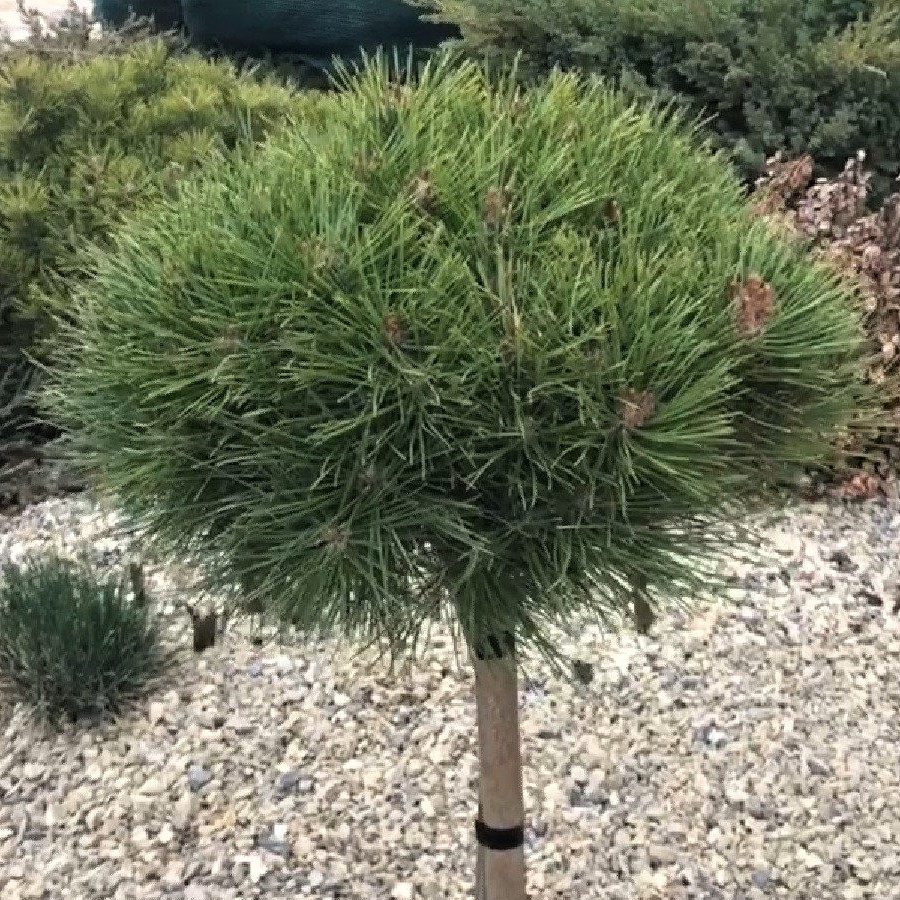 Сосна черная "Брепо" (Pinus nigra "Brepo")