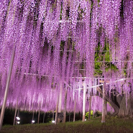 Глициния обильноцветущая "Макроботрис" (Wisteria floribunda  "Macrobotrys")