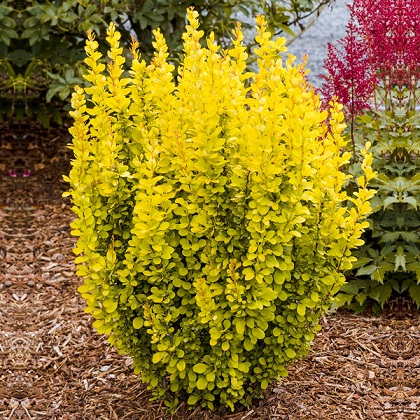 Барбарис Тунберга "Мария" (Berberis thunbergii "Maria")