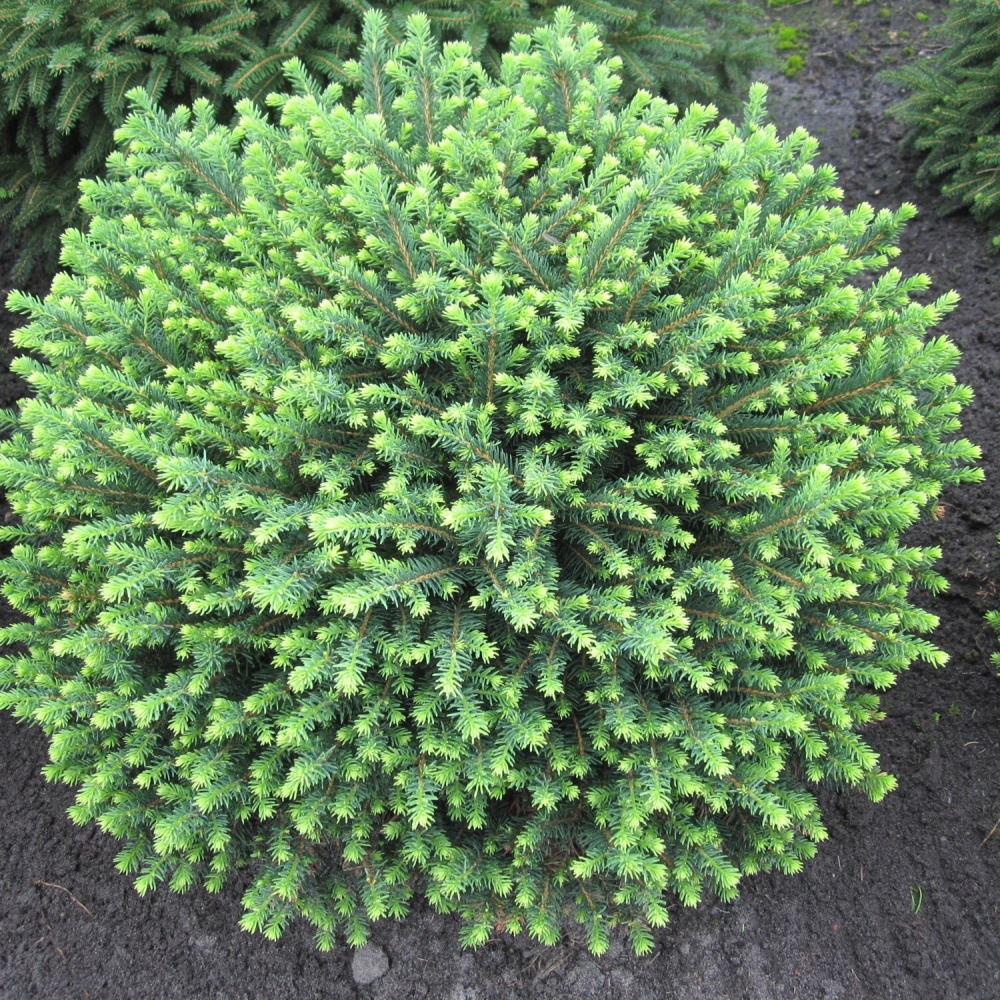 Ель сербская "Карел" (Picea omorika "Karel")