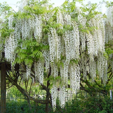 Глициния обильноцветущая "Лонгиссима Альба" (Wisteria floribunda "Longissima Alba")