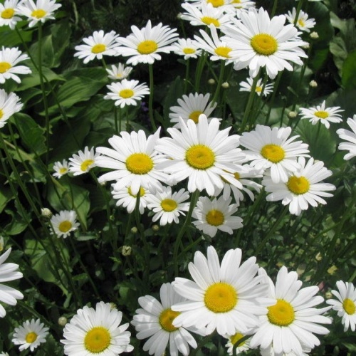 Ромашка (нивяник) (Leucanthemum)
