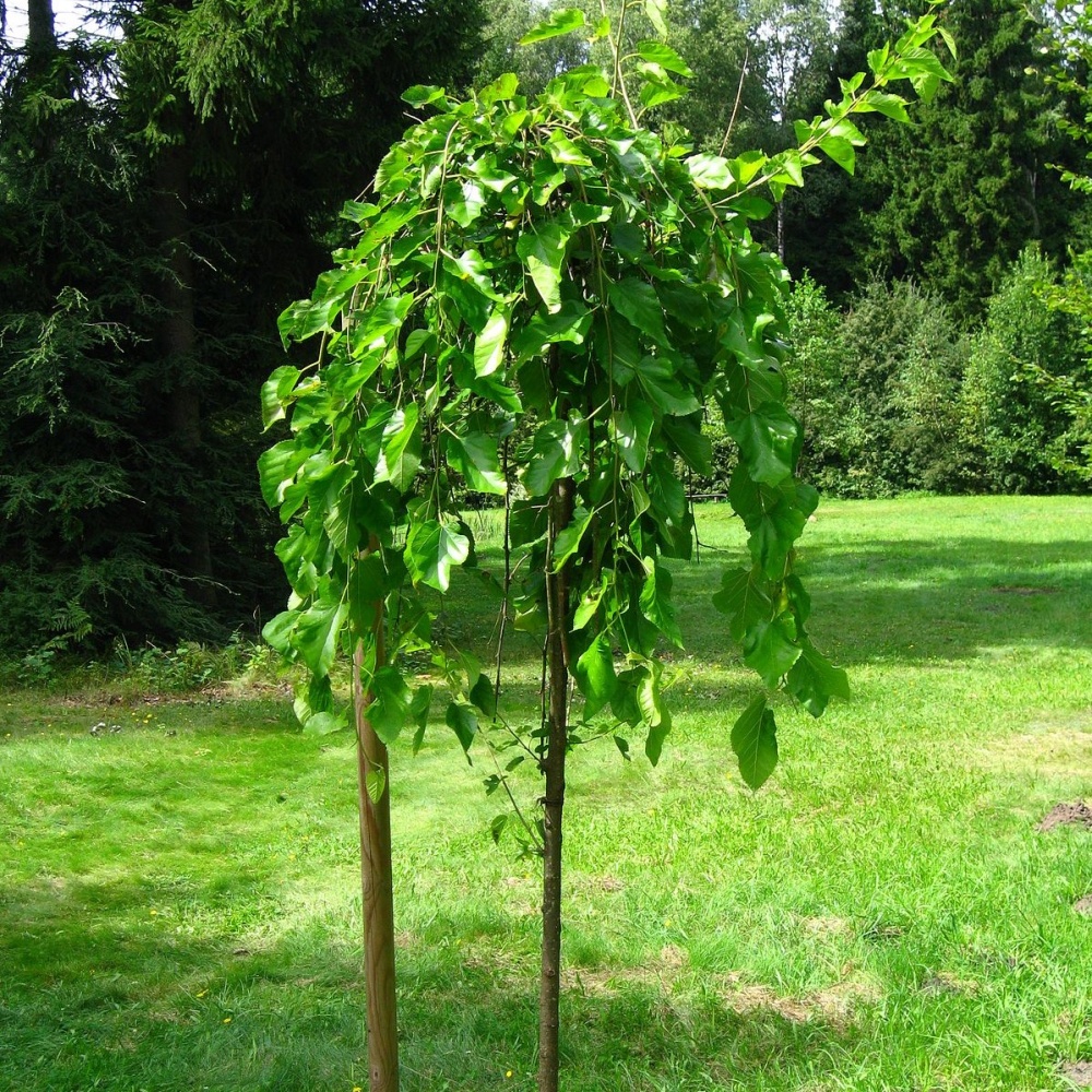 Шелковица белая "Нана Иссаи" (Morus alba "Nana Issai")