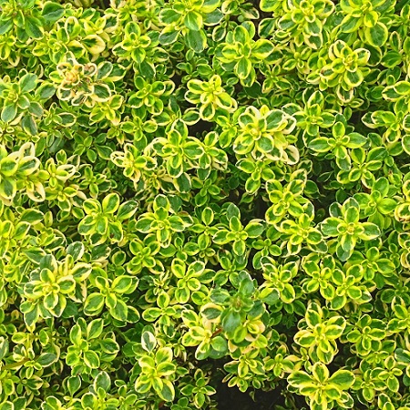 Тимьян лимоннопахнущий "Аурея" (Thymus citriodorus)
