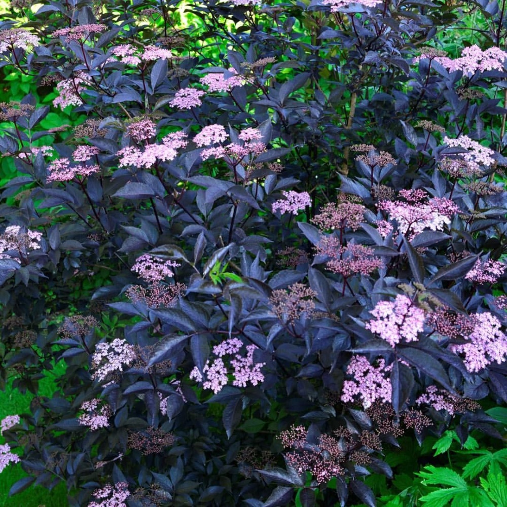 Бузина черная "Блэк Бьюти" (Sambucus nigra "Black Beauty")
