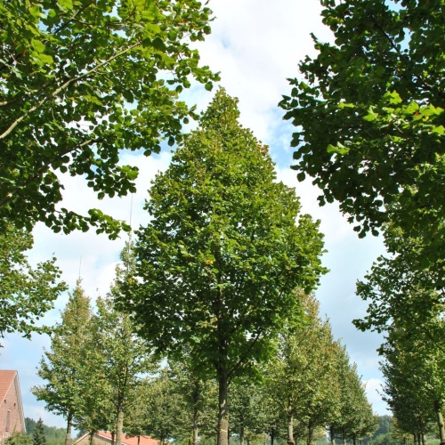 Липа крупнолистная "Оребро" (Tilia platyphyllos "Orebro")