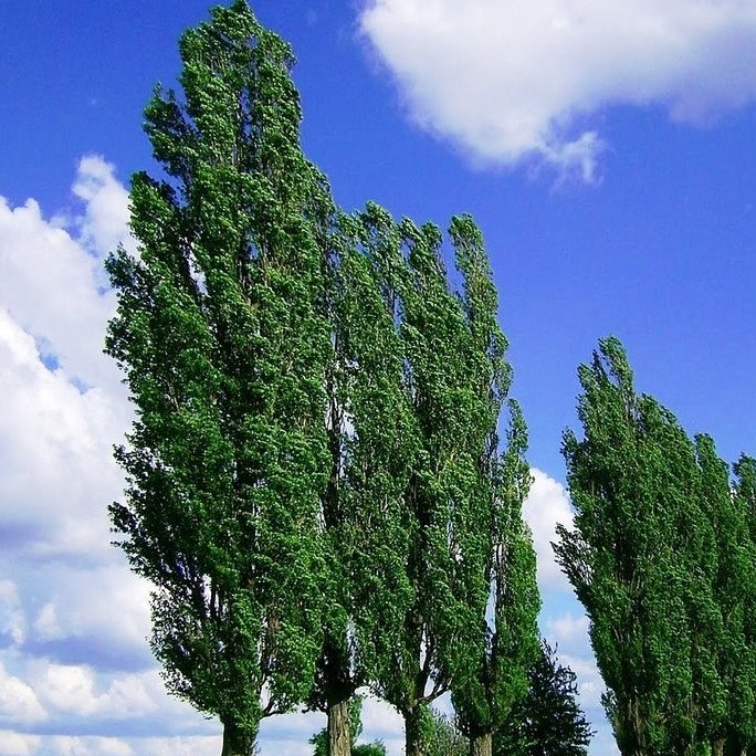 Тополь черный, ф. пирамидальный (Populus f. pyramidalis)