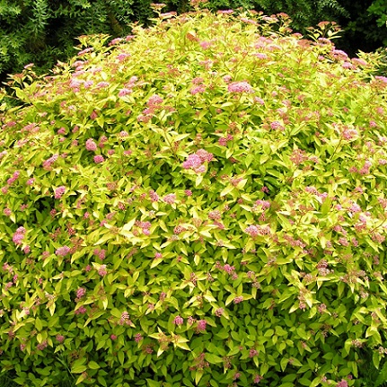 Спирея японская "Голден Принцесс" (Spiraea japonica "Golden Princess")