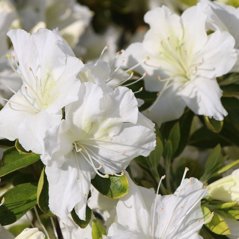 Рододендрон якушеманский "Шнеевитхен"(Rhododendron yakushimanum "Schneewittchen")