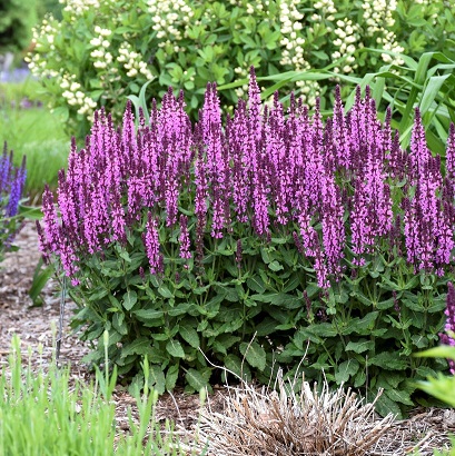 Шалфей дубравный (Salvia nemorosa)