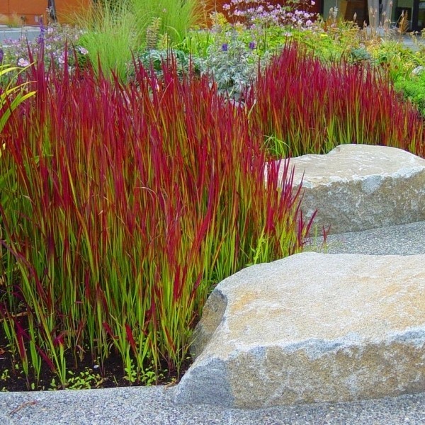 Императа цилиндрическая "Red Baron" (Imperata cylindrica "Red Baron")