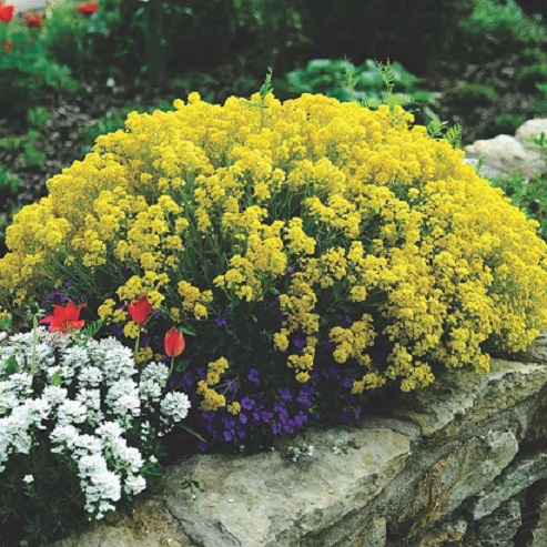 Алиссум скальный (Alyssum saxatile)