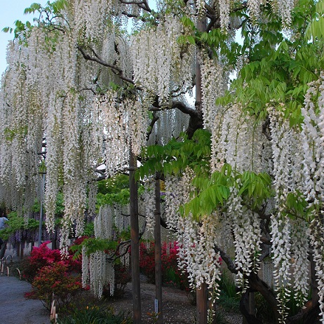 Глициния китайская белая (Wisteria sinensis 'Alba') 