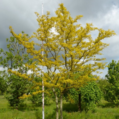 Гледичия трехколючковая "Санберст" (Gleditsia triacanthos "Sunburst")