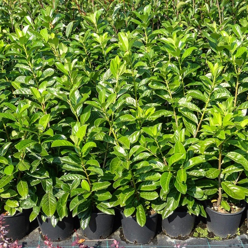 Лавровишня лекарственная "Новита" (Prunus laurocerasus "Novita")
