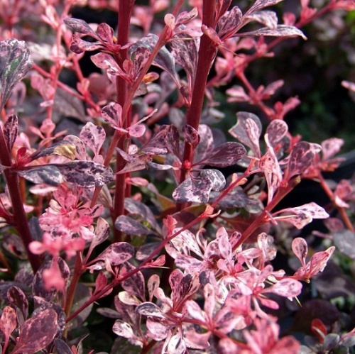 Барбарис Тунберга "Арлекин" (Berberis thunbergii "Harlequin")