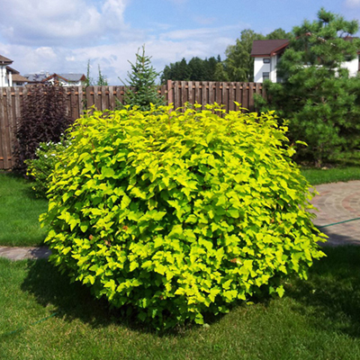 Пузыреплодник калинолистный "Лютеус" (Physocarpus opulifolius "Luteus"))