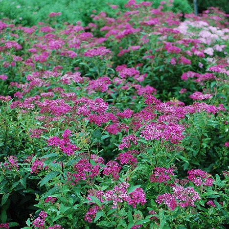 Спирея японская "Энтони Ватерер" (Spiraea japonica "Anthony Waterer")