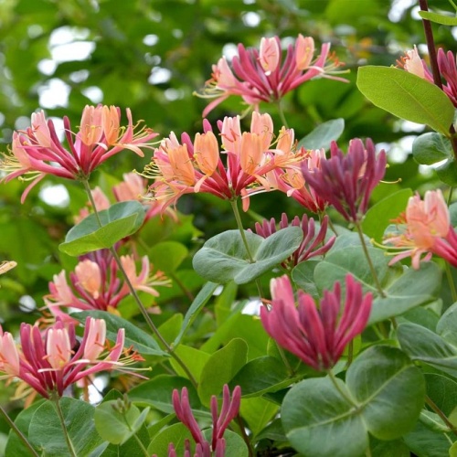 Жимолость Гекрота (Lonicera heckrottii)