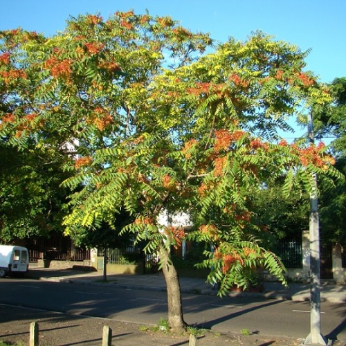 Айлант высочайший (Ailanthus altissima)