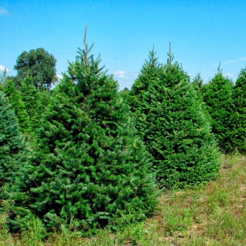 Псевдотсуга Мензиса (Pseudotsuga menziesii)