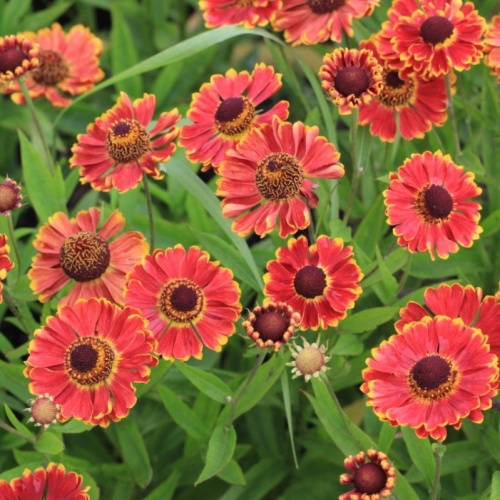 Гелениум  (Helenium hybrida)