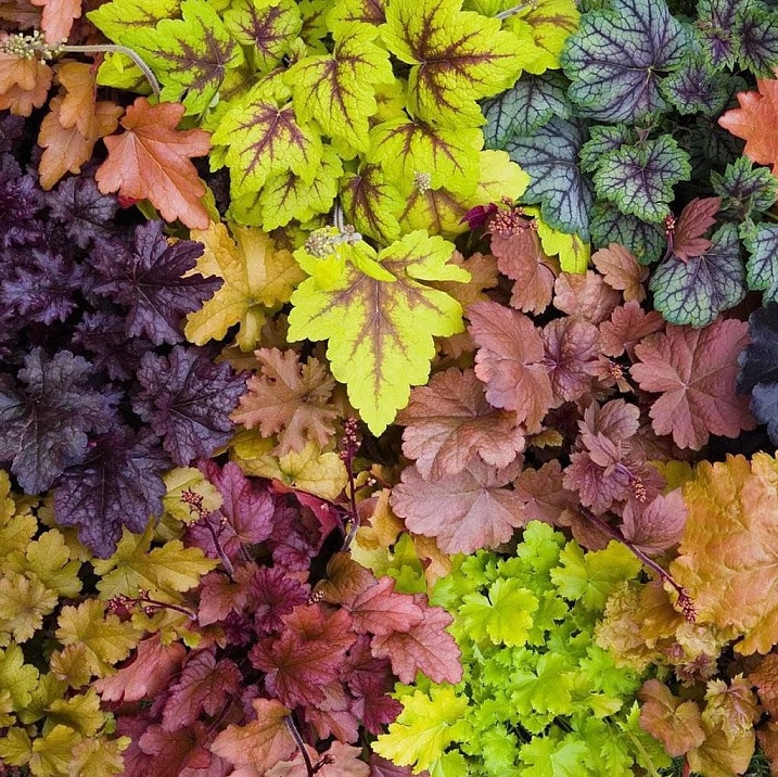 Гейхера гибридная (Heuchera)