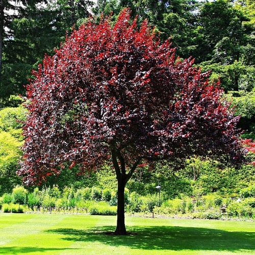 Черемуха виргинская "Шуберт" (Prunus virginiana "Shubert")