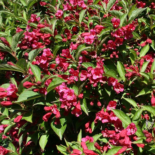 Вейгела гибридная "Ева Ратке" (Weigela hybrida "Eva Rathke")