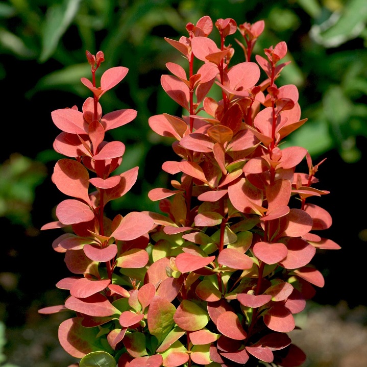 Барбарис Тунберга "Ред Рокет" (Berberis thunbergii "Red Rocket")