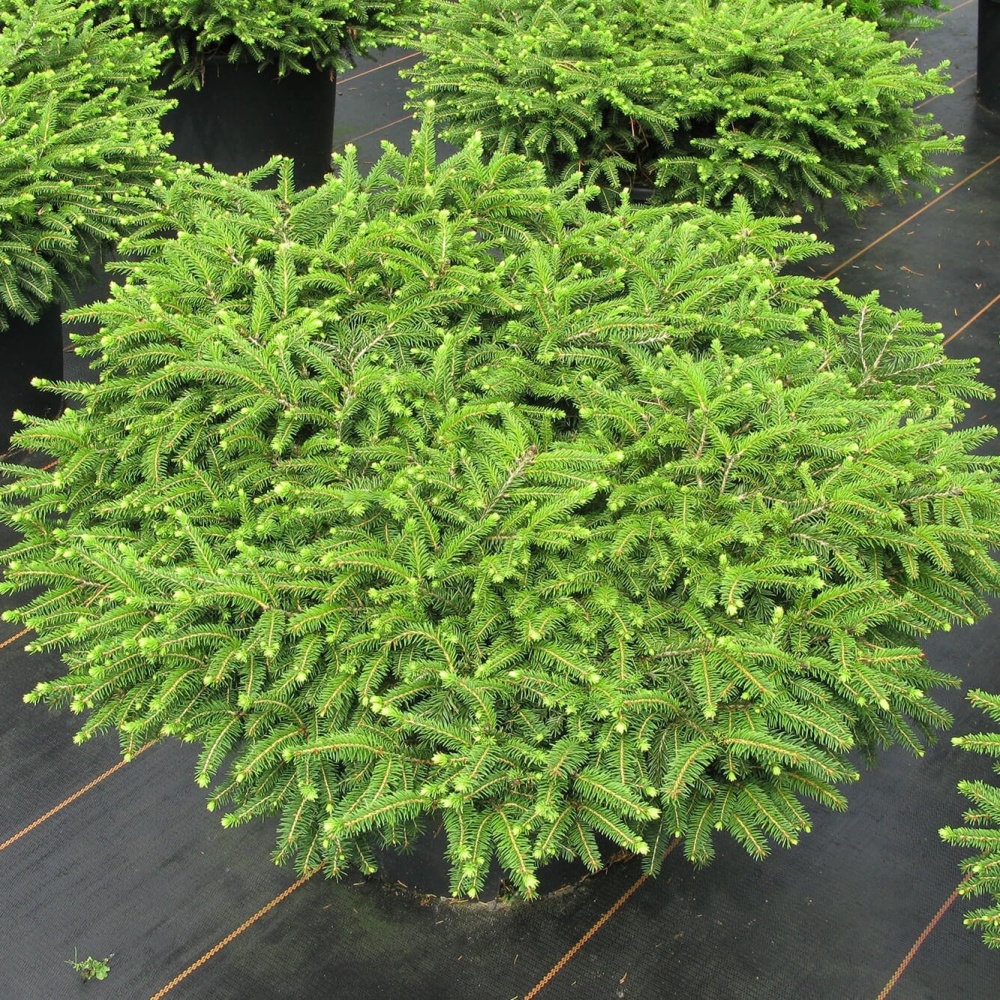 Ель обыкновенная "Нидиформис" (Picea abies "Nidiformis")