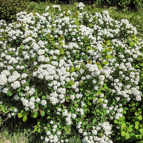 Спирея березолистная (Spiraea betulifolia)
