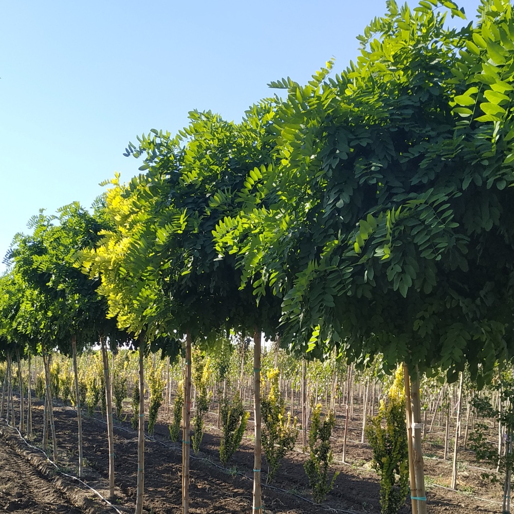 Робиния лжеакация "Умбракулифера" (Robinia pseudoacacia "Umbraculifera")