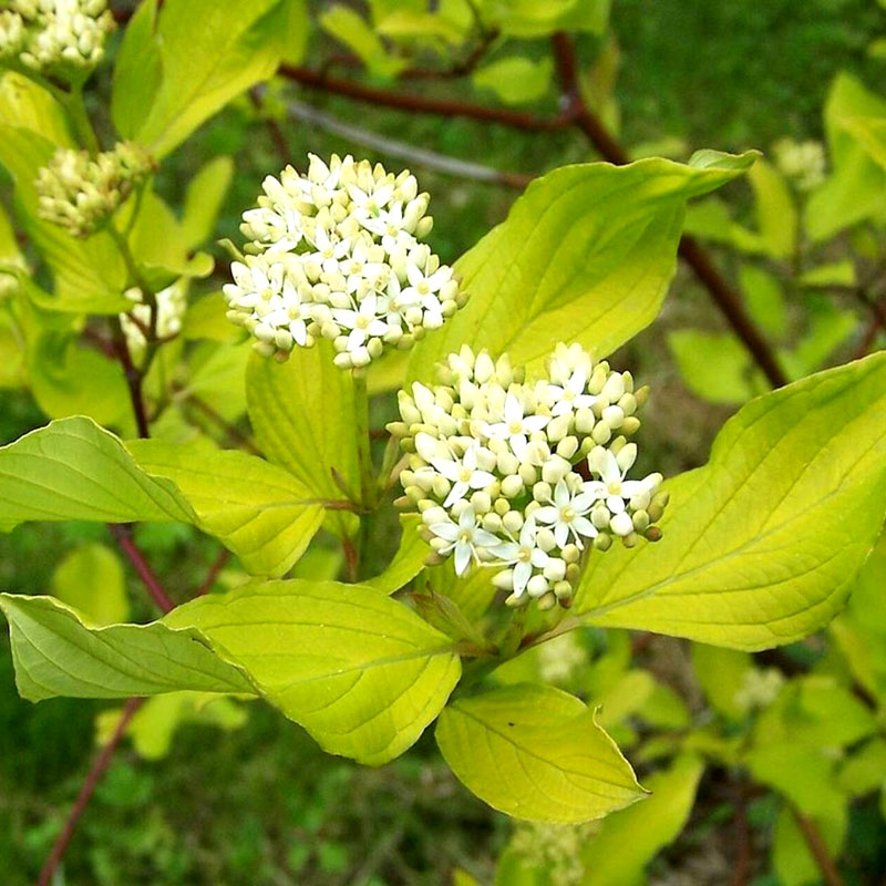 Дерен белый "Ауреа" (Cornus alba "Aurea")