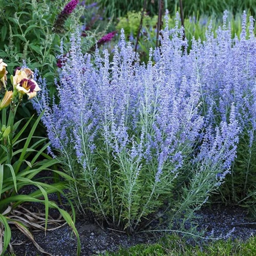 Перовския лебедолистная "Литл Спайр" (Perovskia atriplicifolia "Little Spire")