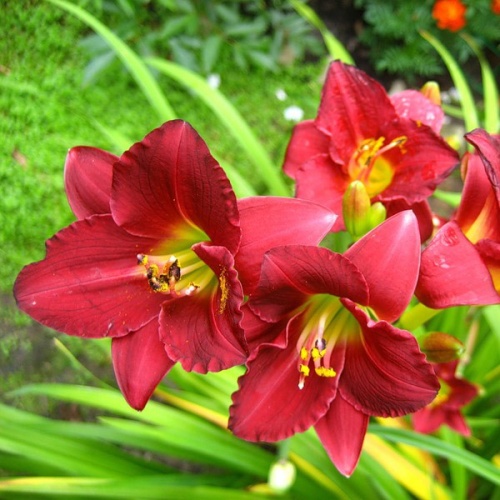 Лилейник "Пардон Ми" (Hemerocallis "Pardon Me")