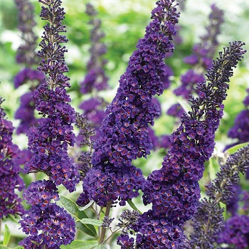 Буддлея Давида "Блек Найт" (Buddleja davidii "Black Knight")