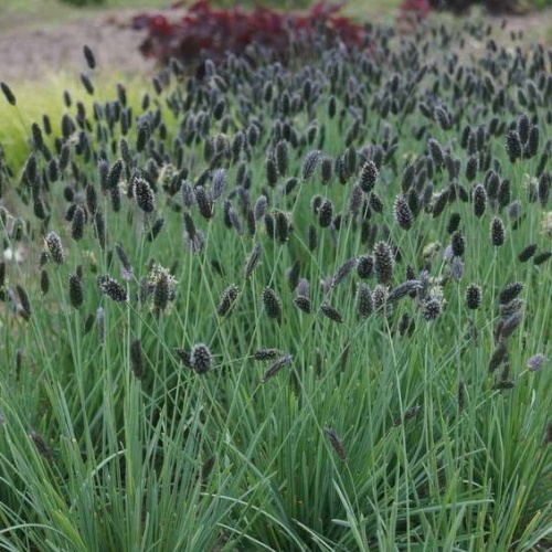 Сеслерия (Sesleria)