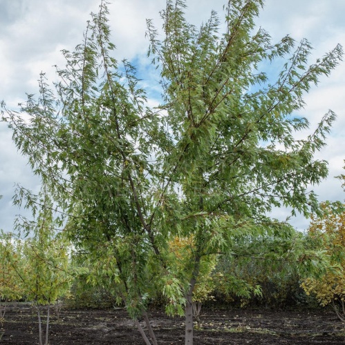 Клен серебристый ф. многоствольный (Acer saccharinum)
